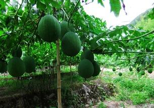 吃瓜百科在线,揭秘娱乐圈幕后真相与趣味故事